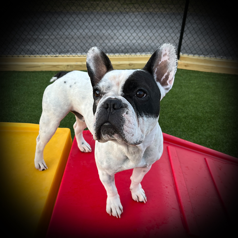 Jean Claude Von Dog Photo