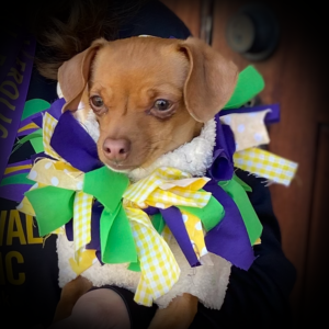 Lady Barks-a-Lot Photo