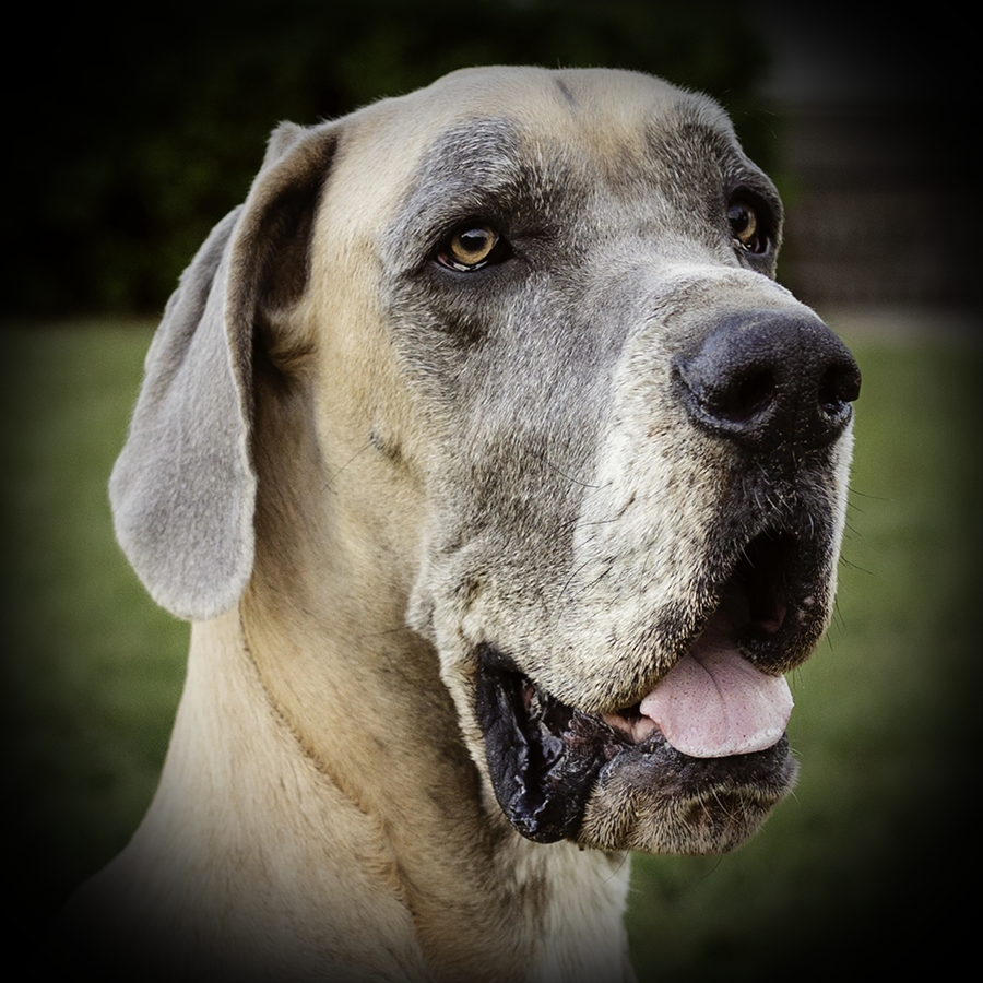 Trinket Wojtek Stewart Photo